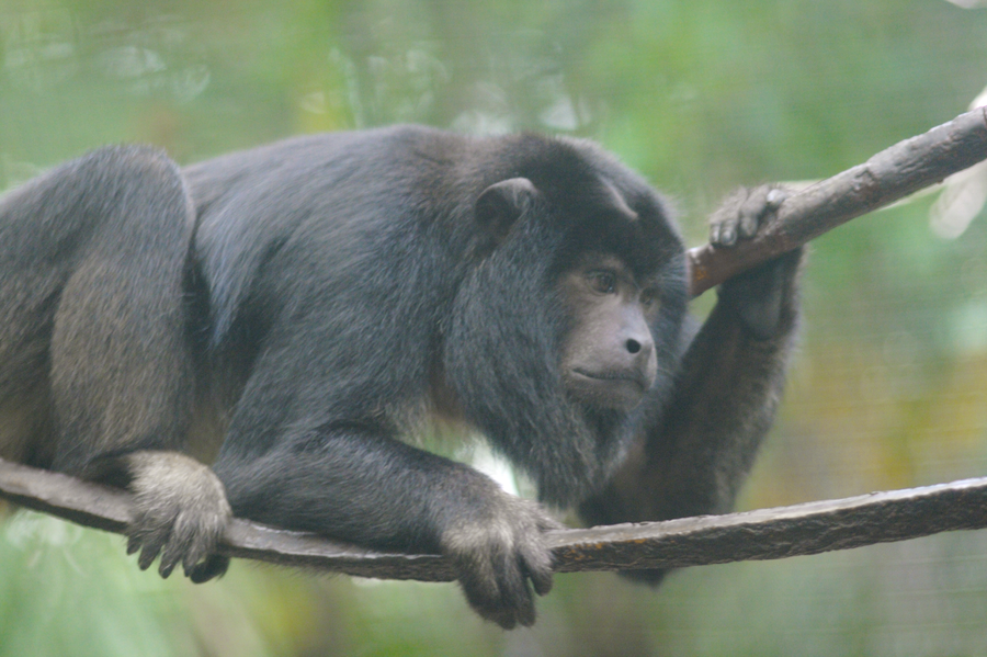 Monkey